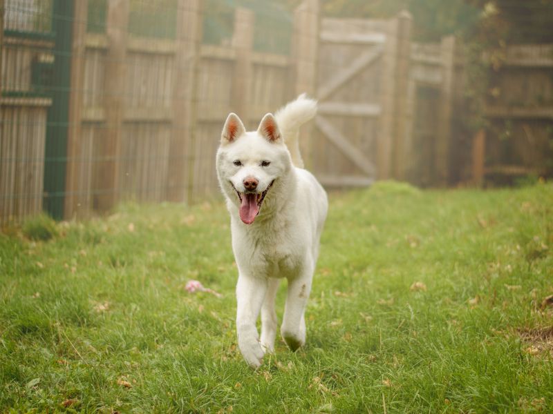 Roxy | Akita | Kenilworth (West Midlands) - 5
