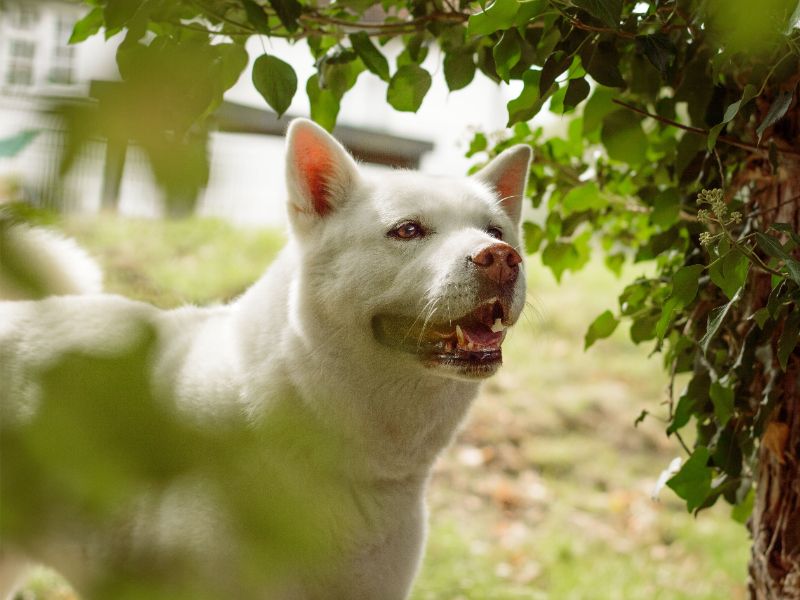 Roxy | Akita | Kenilworth (West Midlands) - 6