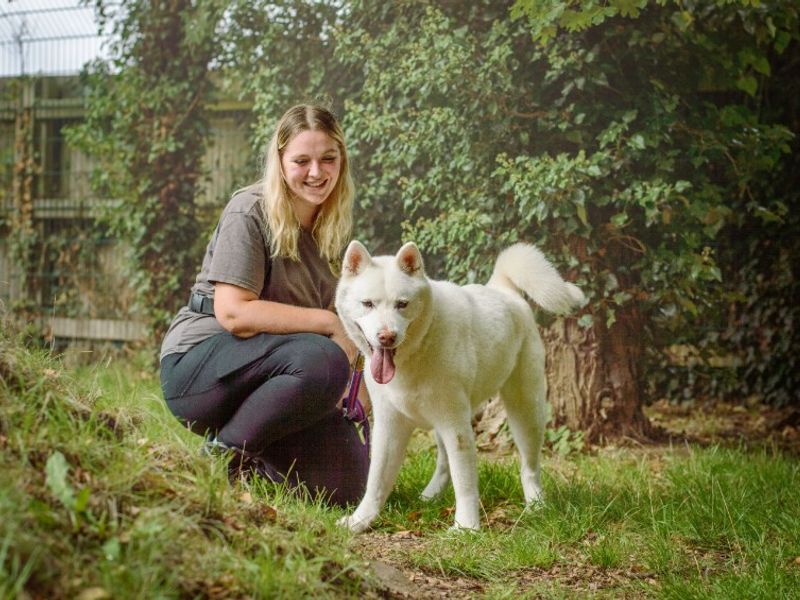 Roxy | Akita | Kenilworth (West Midlands) - 4