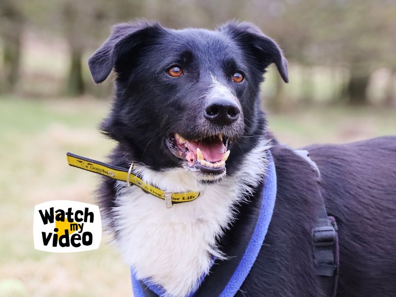 Mac | Collie (Border) Cross | Leeds - 1