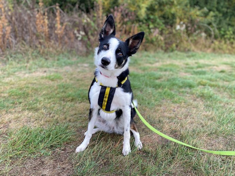 Border Collie for adoption in Evesham, Worcestershire – 5 years old - Image 1 of 9