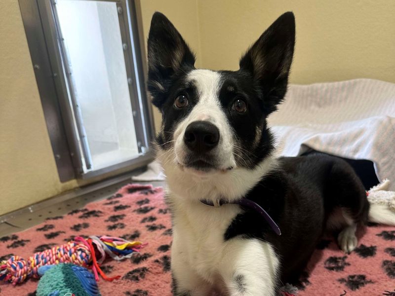 Border Collie for adoption in Evesham, Worcestershire – 5 years old - Image 6 of 9