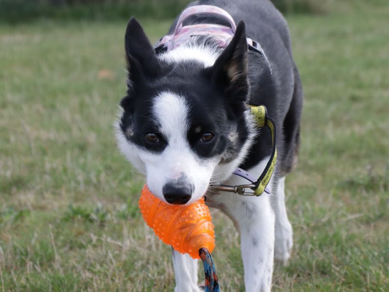 Border Collie for adoption in Evesham, Worcestershire – 5 years old - Image 3 of 9