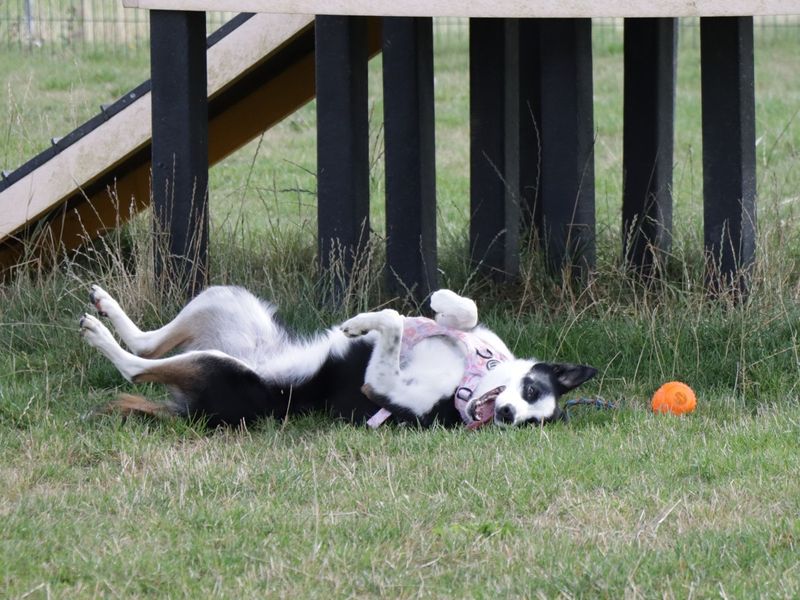 Tilly | Collie (Border) | Evesham (Worcestershire) - 1