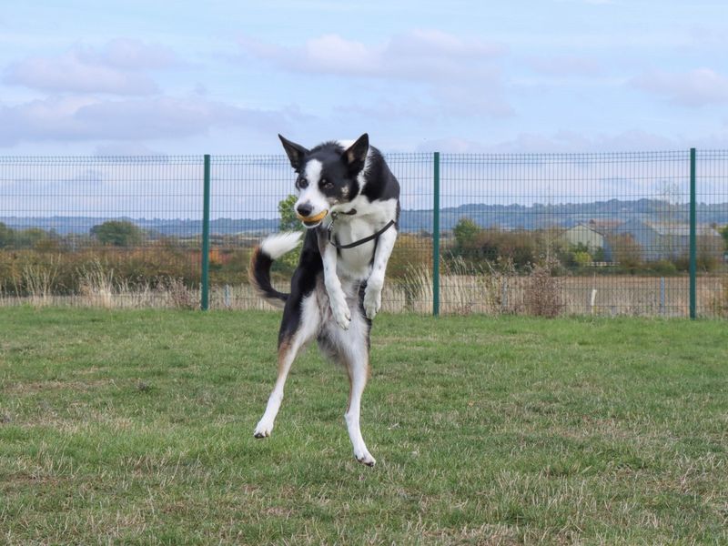 undefined | Collie (Border) | undefined - 9