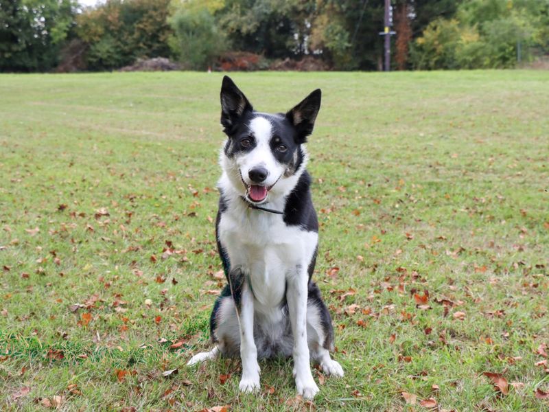 undefined | Collie (Border) | undefined - 7