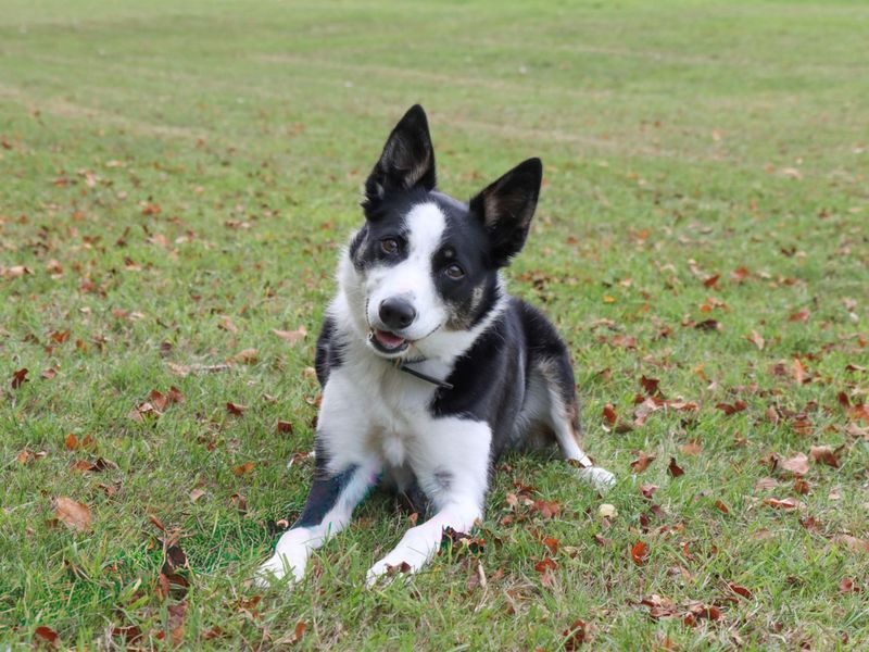 Tilly | Collie (Border) | Evesham (Worcestershire) - 1