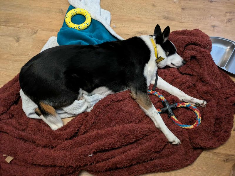 Tilly | Collie (Border) | Evesham (Worcestershire) - 1