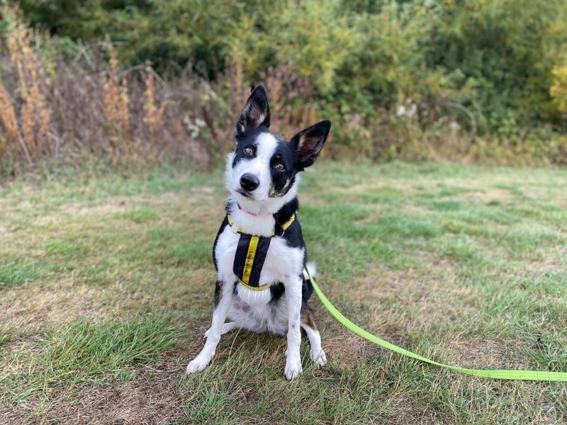 undefined | Collie (Border) | undefined - 8