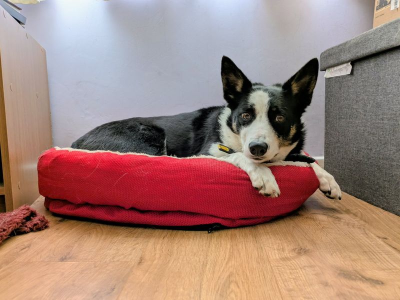 undefined | Collie (Border) | undefined - 11