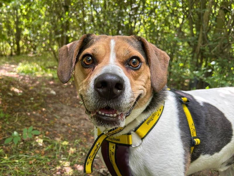 Ronnie | Crossbreed | Basildon (Essex) - 1