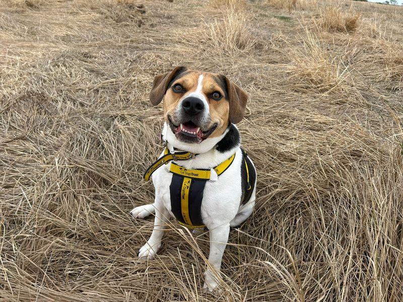 undefined | Beagle Cross | undefined - 3