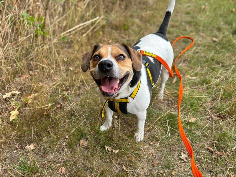 undefined | Beagle Cross | undefined - 7