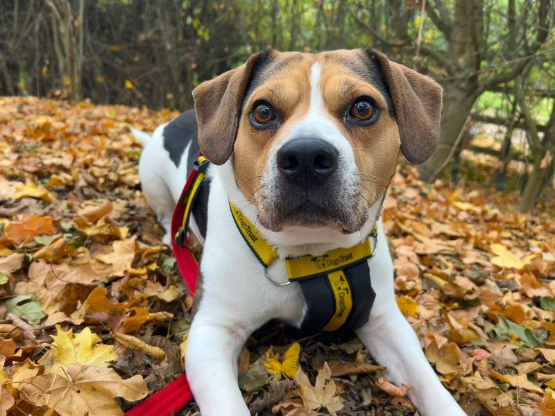 undefined | Beagle Cross | undefined - 8