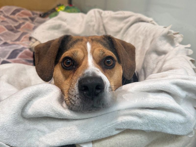 undefined | Beagle Cross | undefined - 4