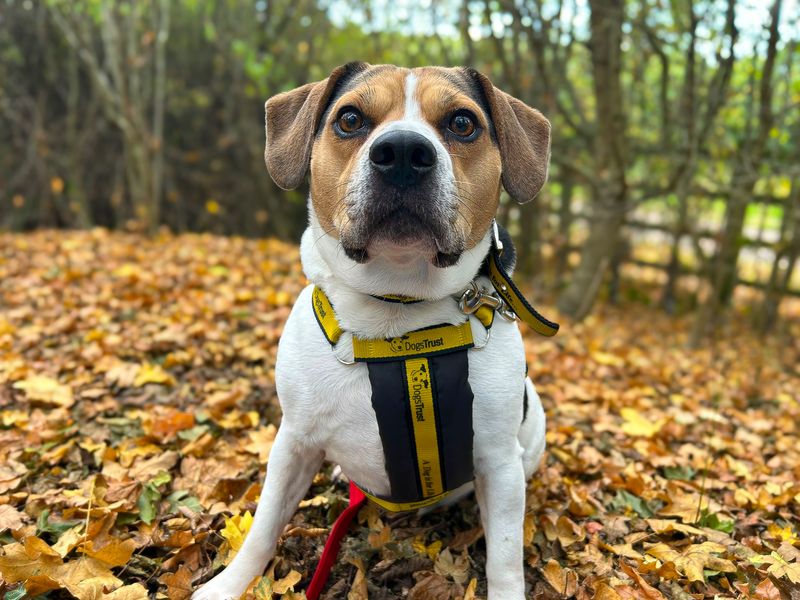 undefined | Beagle Cross | undefined - 6