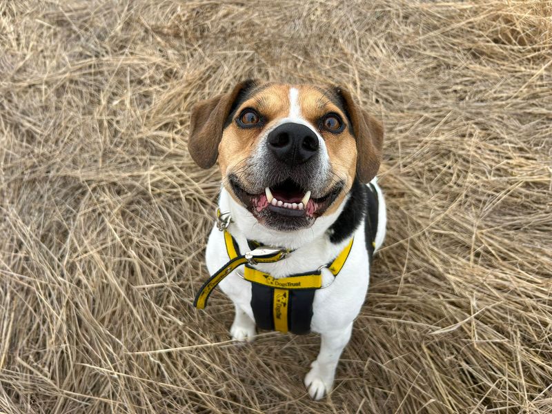 Ronnie, a 6 years old male Crossbreed available for adoption from Dogs Trust in Basildon, Essex