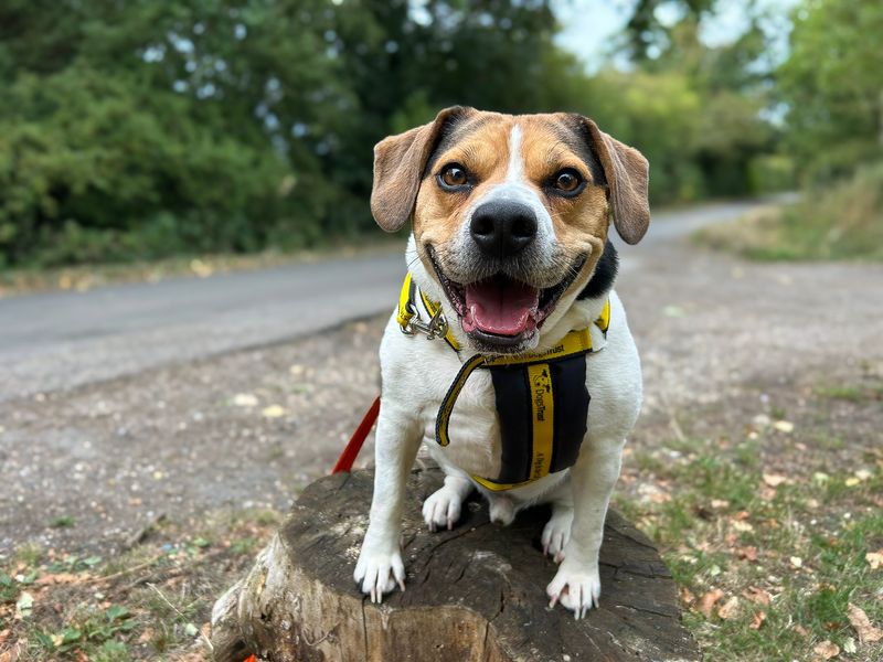 undefined | Beagle Cross | undefined - 2