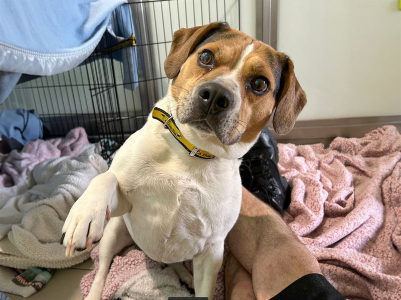 undefined | Beagle Cross | undefined - 12