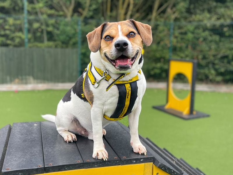 Ronnie | Beagle Cross | Basildon (Essex) - 15