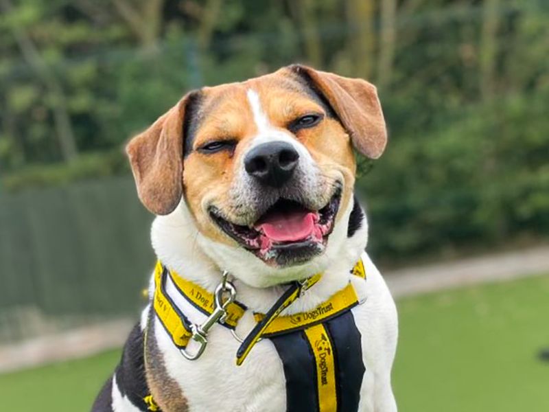 Ronnie | Beagle Cross | Basildon (Essex) - 11