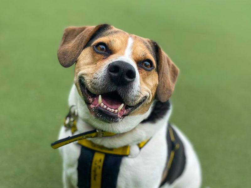 Ronnie | Beagle Cross | Basildon (Essex) - 1
