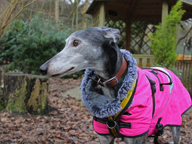 Mouse | Greyhound | Merseyside (Liverpool) - 1