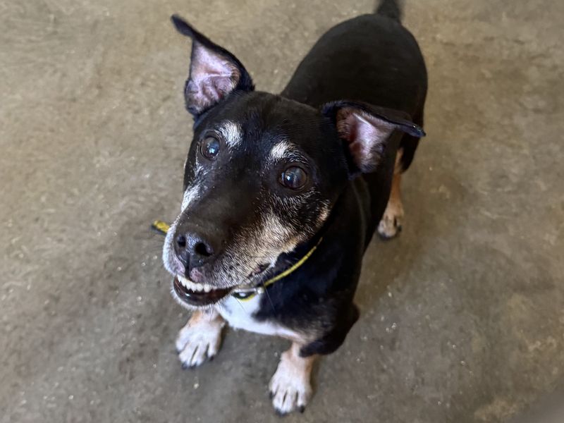 Buddy | Terrier (Jack Russell) | Basildon (Essex) - 1