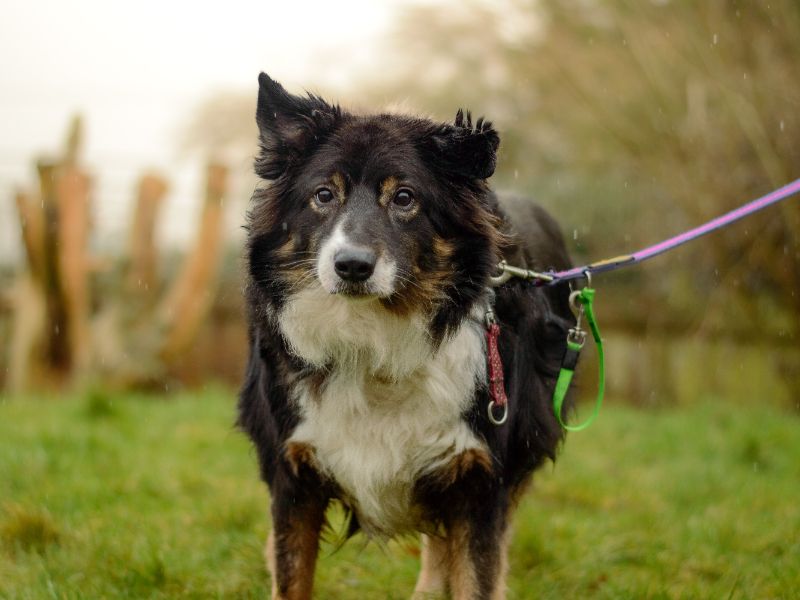 Border Collie for adoption in Kenilworth, Warks – 7 years old