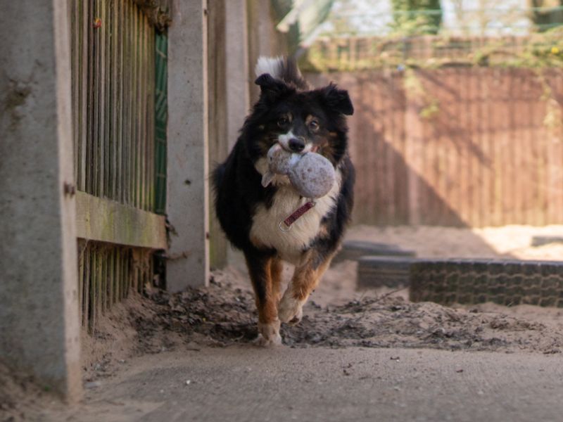 Miko | Collie (Border) | Kenilworth (West Midlands) - 8