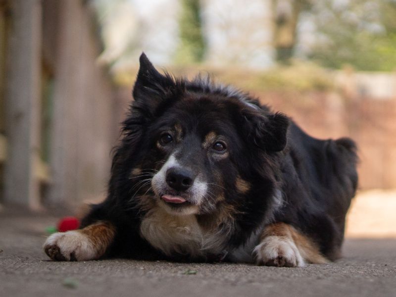Miko | Collie (Border) | Kenilworth (West Midlands) - 4