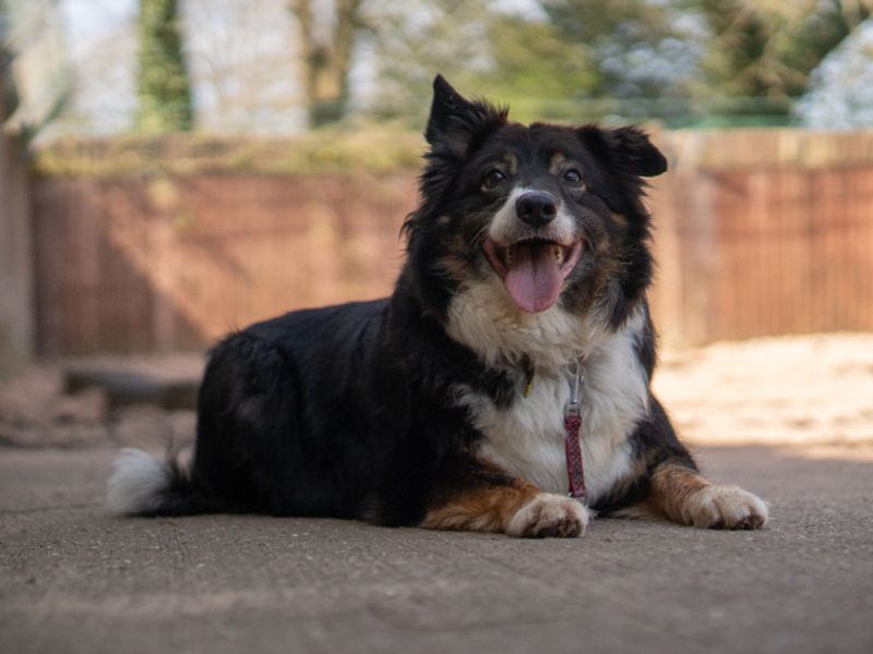 Miko | Collie (Border) | Kenilworth (West Midlands) - 2