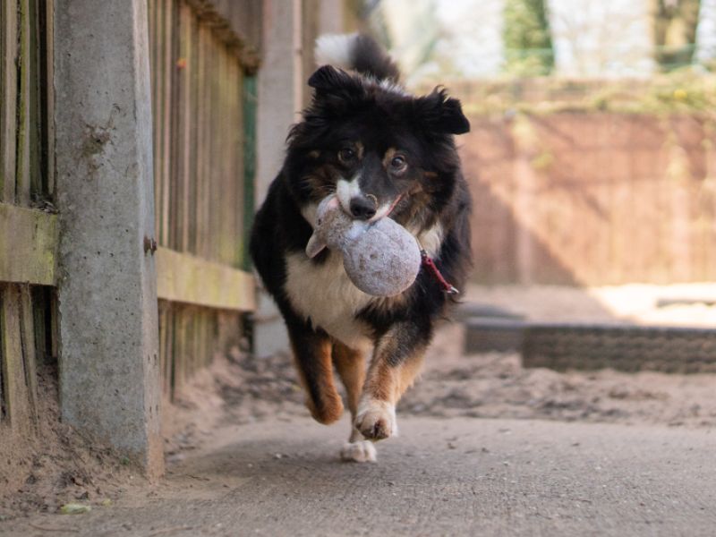 Miko | Collie (Border) | Kenilworth (West Midlands) - 1
