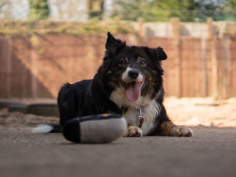 Miko | Collie (Border) | Kenilworth (West Midlands) - 5