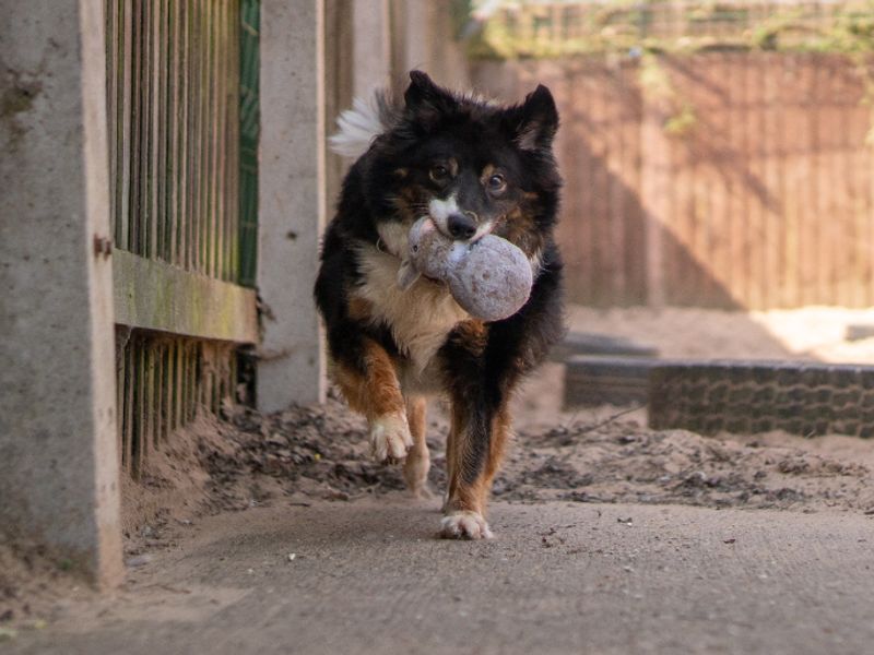 Miko | Collie (Border) | Kenilworth (West Midlands) - 6