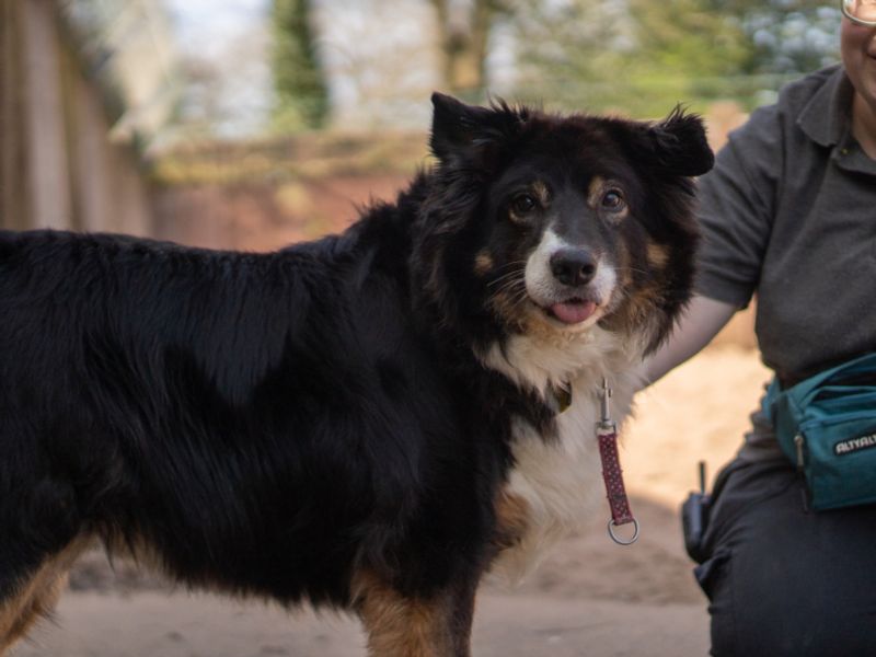Miko | Collie (Border) | Kenilworth (West Midlands) - 7