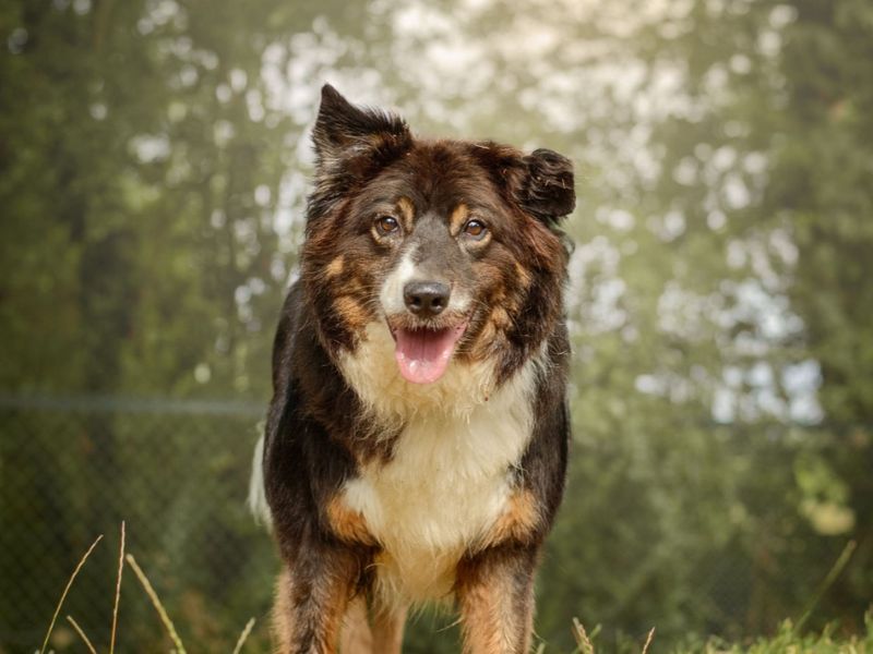 Miko | Collie (Border) | Kenilworth (West Midlands) - 11