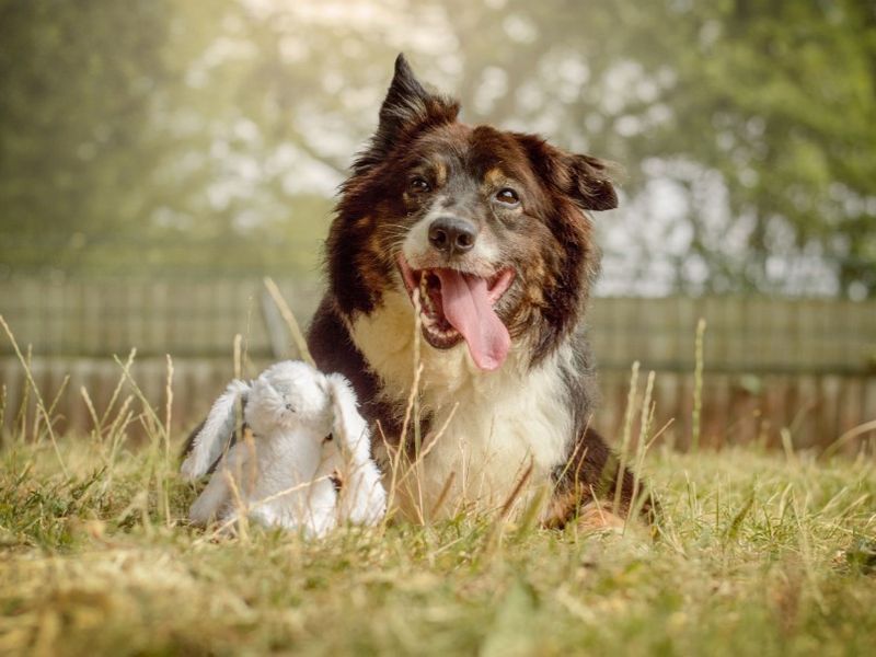 Miko | Collie (Border) | Kenilworth (West Midlands) - 2