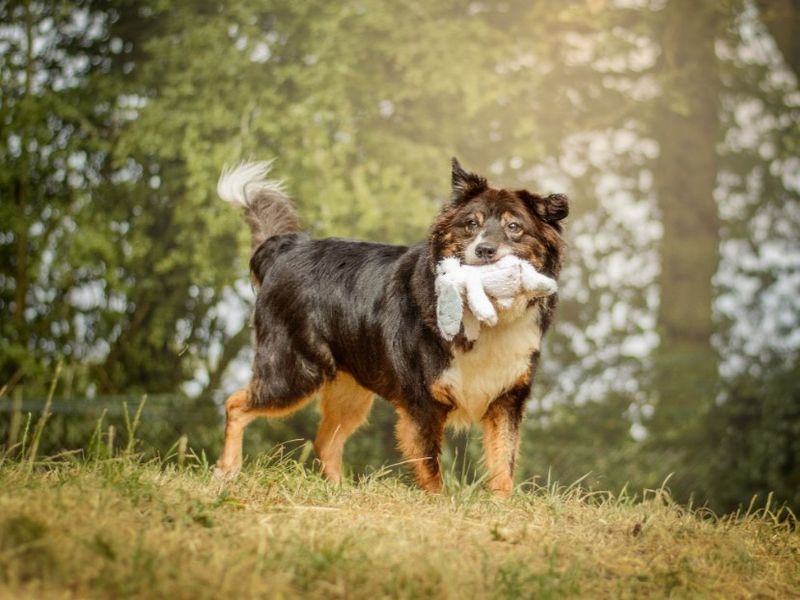Miko | Collie (Border) | Kenilworth (West Midlands) - 5