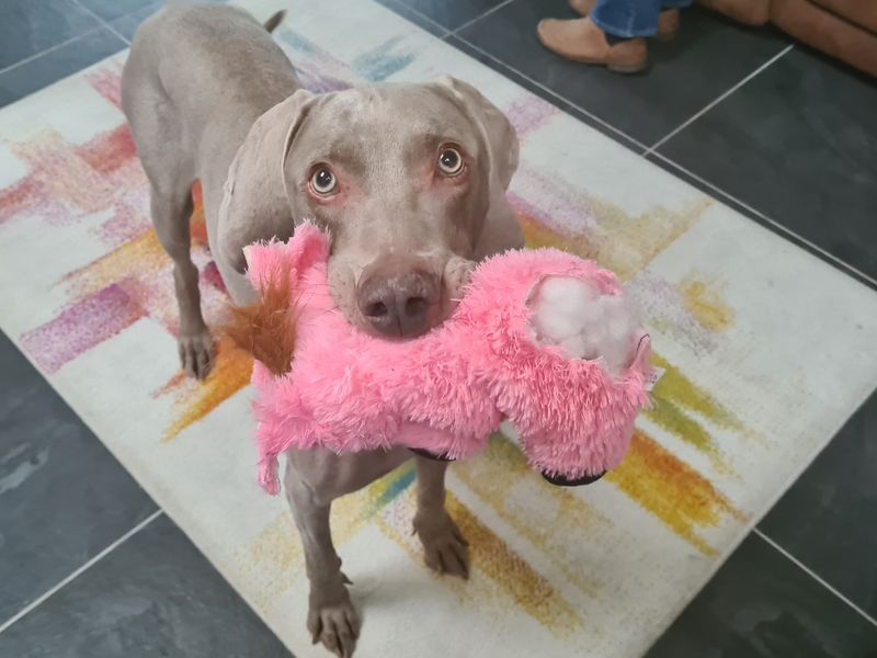 Weimaraner staffy cross best sale puppies