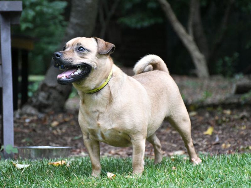 undefined | Terrier (Jack Russell) Cross | undefined - 7