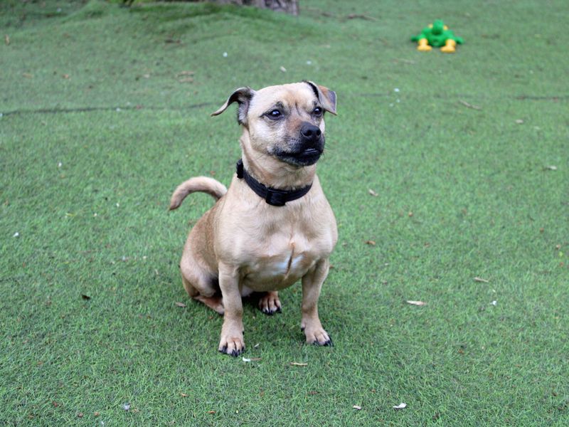 undefined | Terrier (Jack Russell) Cross | undefined - 6