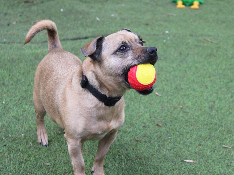undefined | Terrier (Jack Russell) Cross | undefined - 4