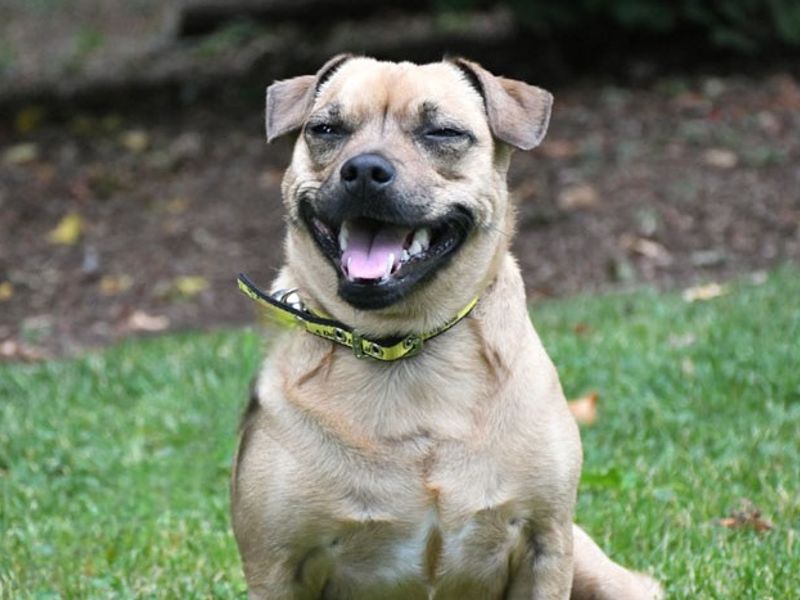 Bella | Terrier (Jack Russell) Cross | Merseyside (Liverpool) - 1