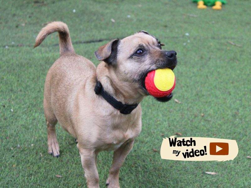 Bella | Terrier (Jack Russell) Cross | Merseyside (Liverpool) - 1