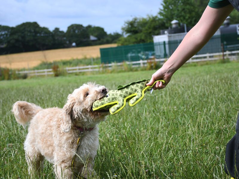 Poodle puppies for sale in Liverpool – 8 years old