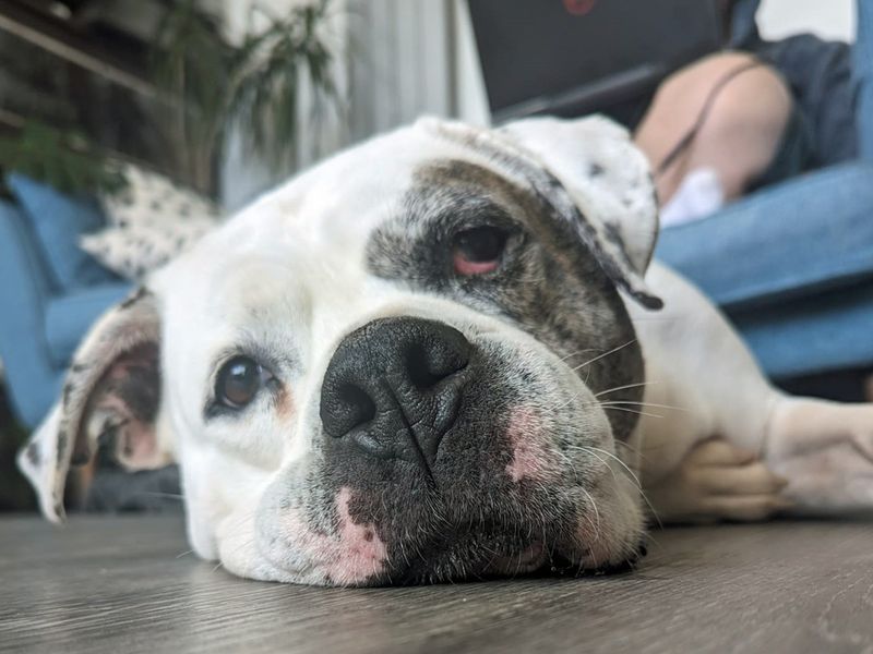 Tilly | American Bulldog | Merseyside (Liverpool) - 1