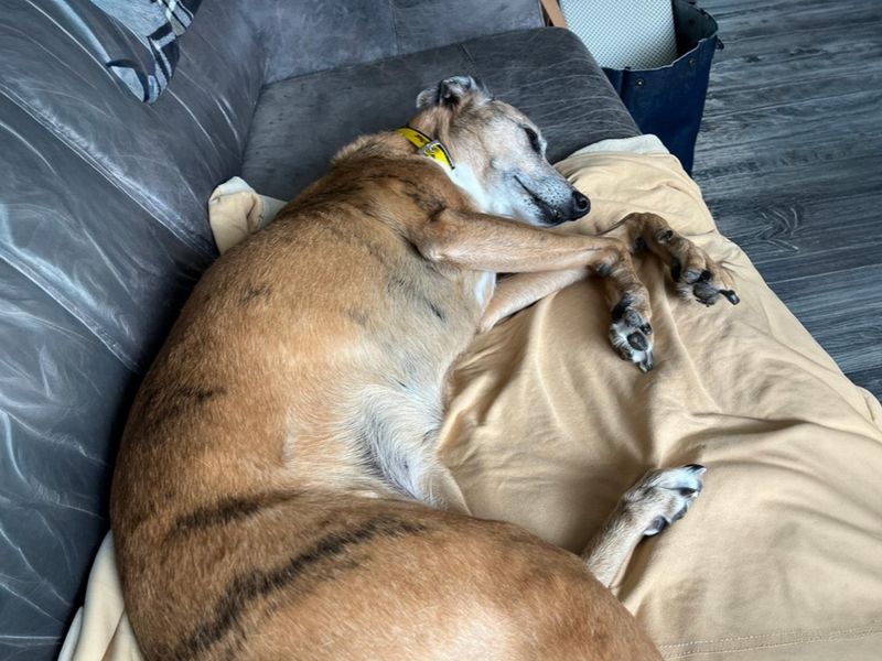 Bess | Lurcher Cross | Basildon (Essex) - 1