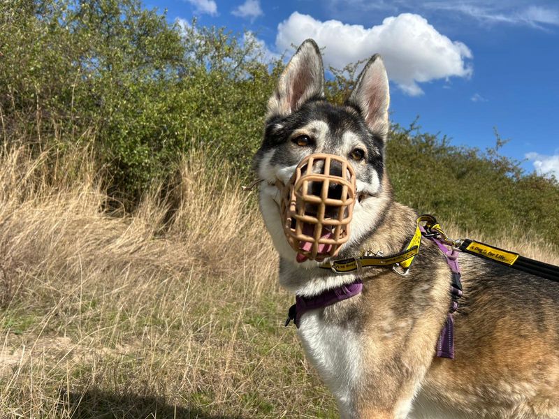 Jessie | Siberian Husky Cross | Basildon (Essex) - 1