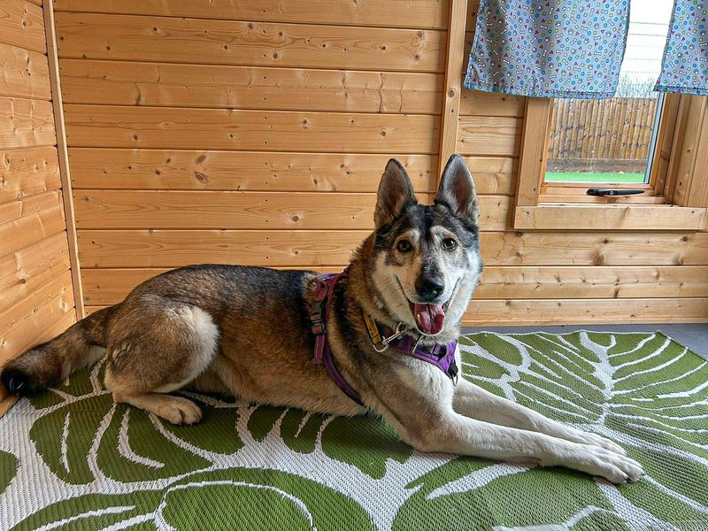 undefined | Siberian Husky Cross | undefined - 6